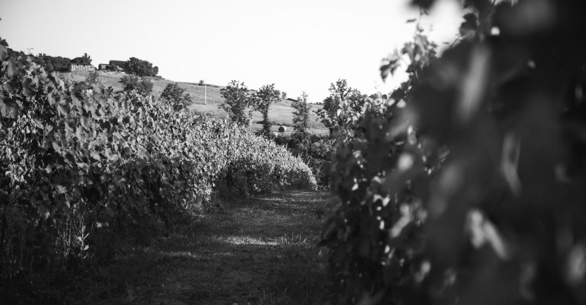 Agriturismo La Vecchia Quercia Montemerano Exterior foto